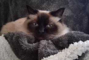 Disappearance alert Cat  Male , 14 years Saint-Mars-d'Outillé France