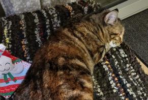 Disappearance alert Cat miscegenation  Female , 3 years Verneuil-sur-Vienne France