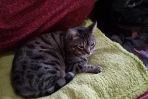 Disappearance alert Cat Male , 11 years Perigny France