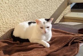 Disappearance alert Cat Female , 3 years Groslay France