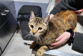 Discovery alert Cat Female Puget-ville France
