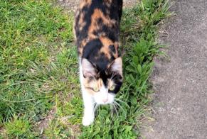 Discovery alert Cat Female Laruscade France