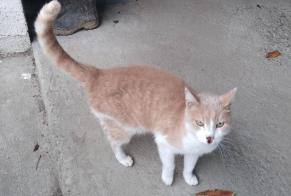 Discovery alert Cat Unknown Ousse France