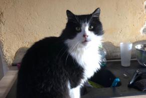 Disappearance alert Cat Male , 10 years Taule France
