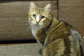 Disappearance alert Cat miscegenation  Male , 4 years Nantes France