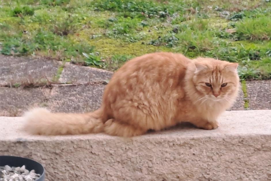 Discovery alert Cat Male , 4 years Le Givre France