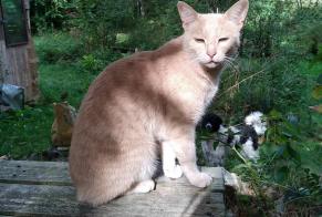 Disappearance alert Cat miscegenation  Male , 5 years Beaulieu-Sous-Parthenay France