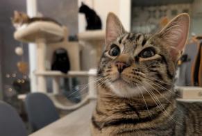 Discovery alert Cat miscegenation  Male Beaucaire France