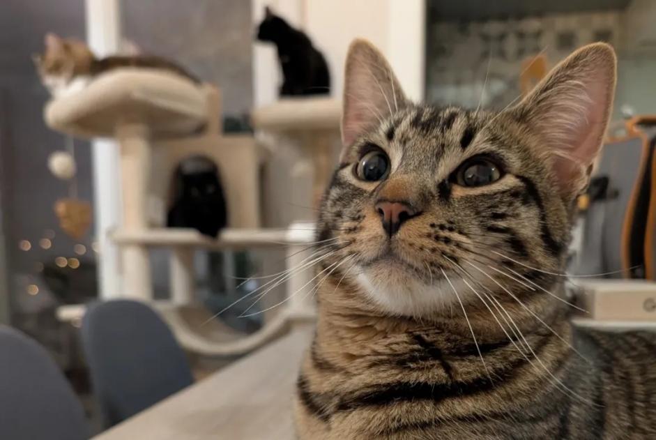 Discovery alert Cat miscegenation  Male Beaucaire France