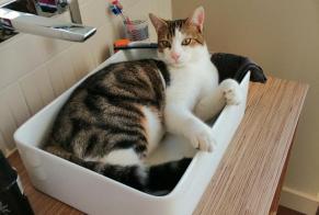 Disappearance alert Cat miscegenation  Male , 1 years Agen France