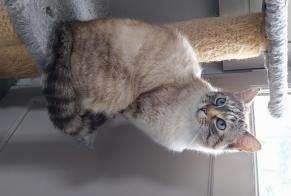 Discovery alert Cat miscegenation  Female Bovel France