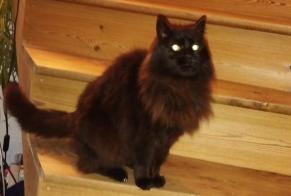 Discovery alert Cat miscegenation  Unknown Pontrieux France