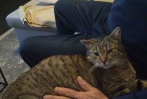 Discovery alert Cat   Unknown Saint-Médard-la-Rochette France