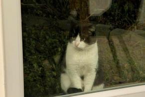 Discovery alert Cat Unknown Château-Gontier-sur-Mayenne France