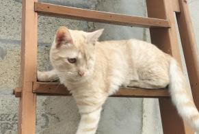 Disappearance alert Cat  Female , 1 years Le Mesnil-en-Thelle France