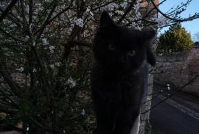 Disappearance alert Cat Male , 1 years Creully sur Seulles France