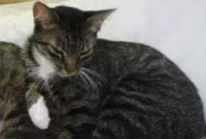 Disappearance alert Cat  Female , 10 years Busserolles France