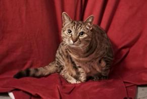 Disappearance alert Cat miscegenation  Female , 11 years Biarritz France