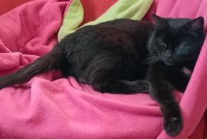 Disappearance alert Cat Female , 12 years Nivillac France