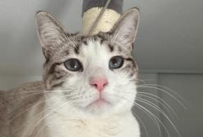 Disappearance alert Cat  Female , 1 years Toulouse France