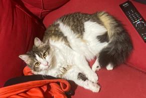 Disappearance alert Cat Female , 5 years Preignan France