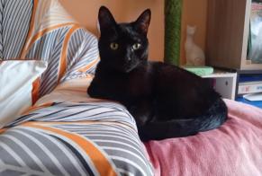 Disappearance alert Cat  Male , 3 years Nîmes France