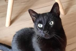 Disappearance alert Cat Male , 6 years Dol-de-Bretagne France