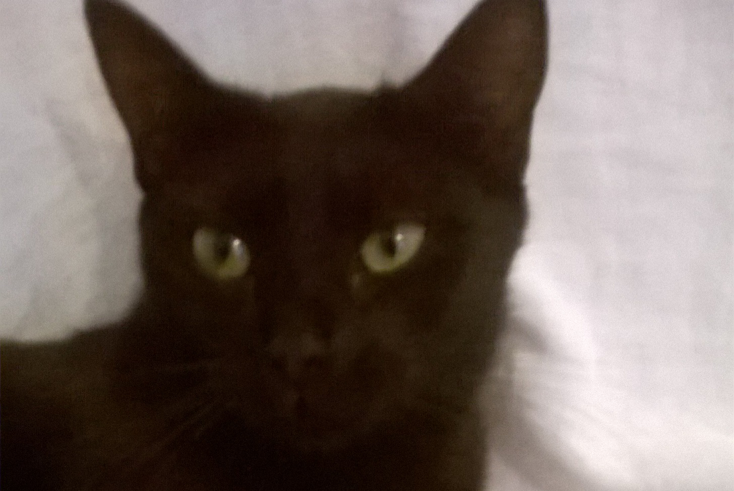 Disappearance alert Cat Female , 2 years Marseille France