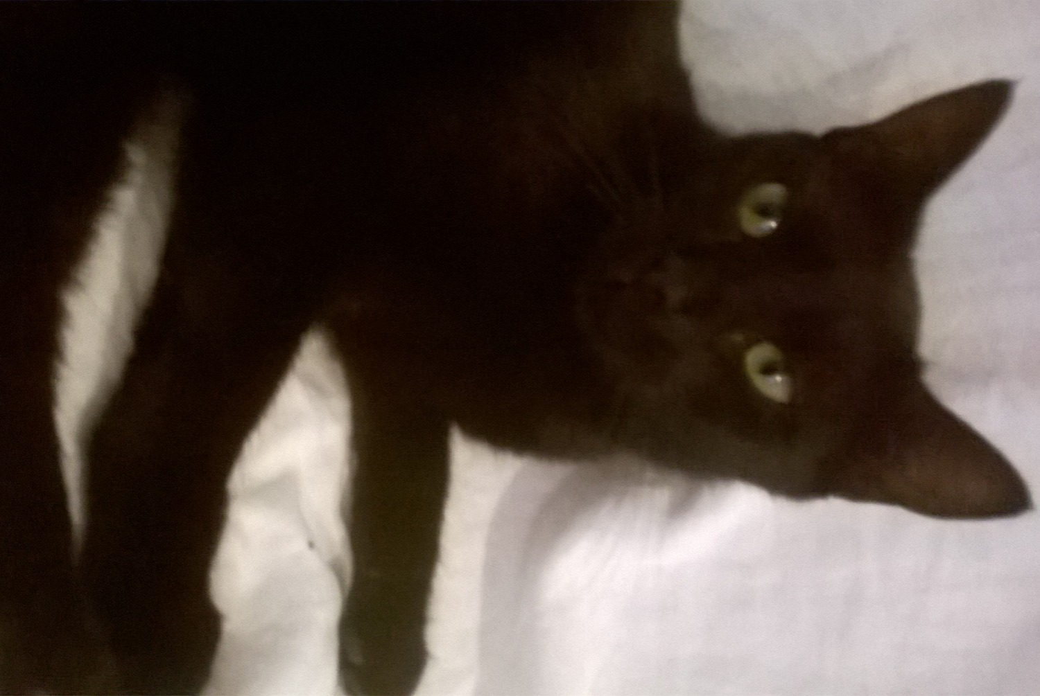 Disappearance alert Cat Female , 2 years Marseille France