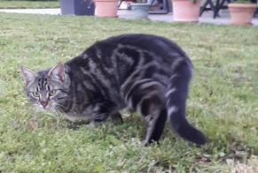 Disappearance alert Cat  Male , 4 years Mende France