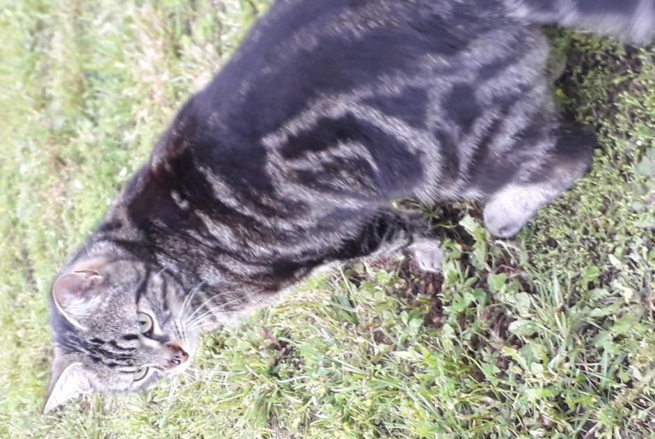 Disappearance alert Cat  Male , 4 years Mende France