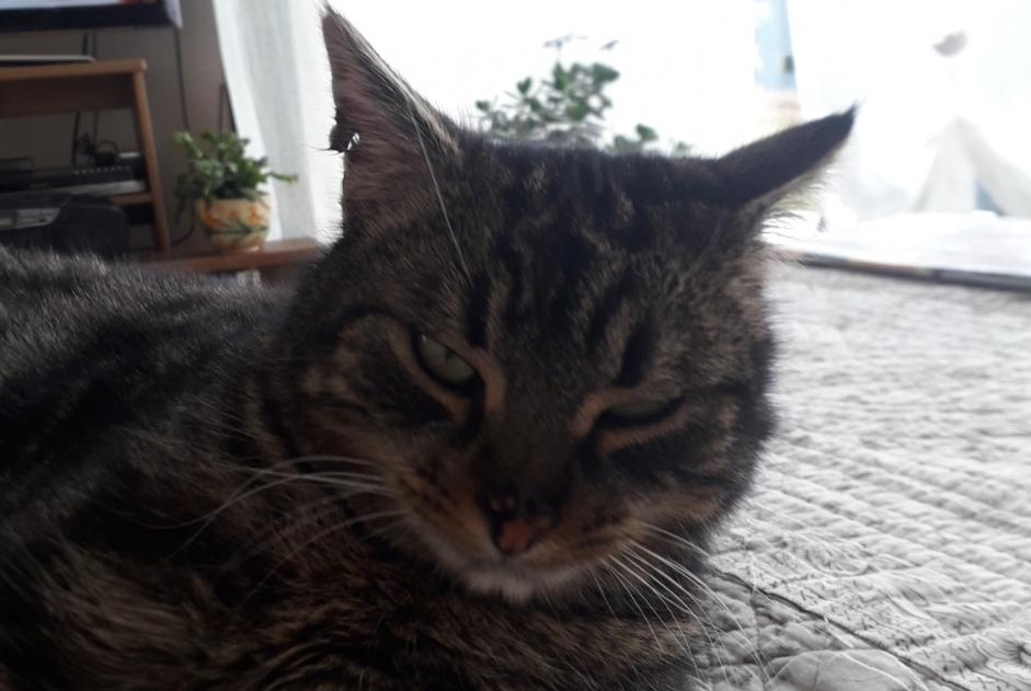 Disappearance alert Cat  Male , 4 years Mende France