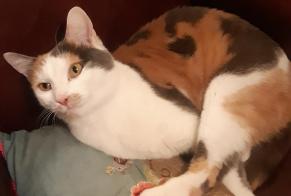 Disappearance alert Cat miscegenation  Female , 4 years Colmar France
