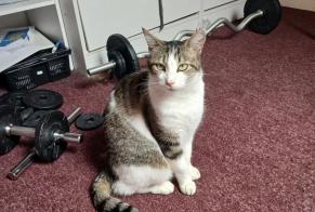 Discovery alert Cat miscegenation  Male Thonon-les-Bains France