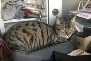 Disappearance alert Cat miscegenation  Male , 1 years Saint-Junien France