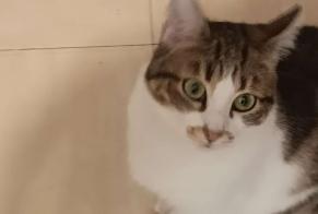 Disappearance alert Cat  Female , 1 years Montpellier France
