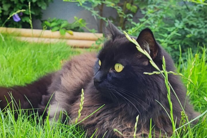 Disappearance alert Cat miscegenation  Male , 12 years Schiltigheim France