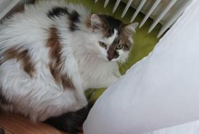 Disappearance alert Cat miscegenation  Female , 14 years Busy France