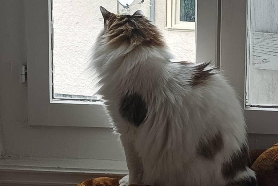 Disappearance alert Cat miscegenation  Female , 14 years Busy France