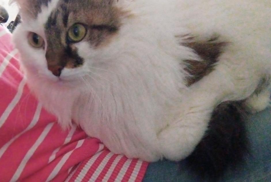 Disappearance alert Cat miscegenation  Female , 14 years Busy France