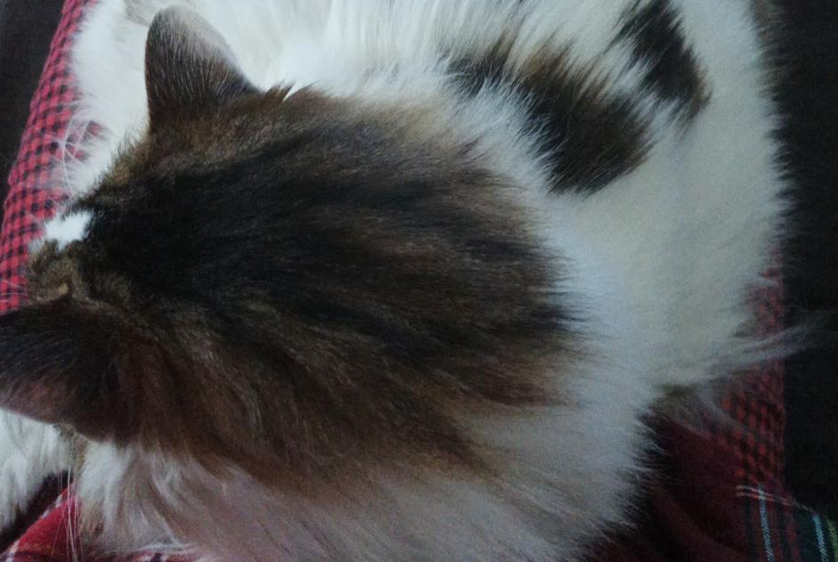 Disappearance alert Cat miscegenation  Female , 14 years Busy France