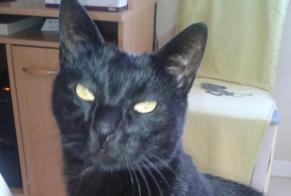 Disappearance alert Cat Male , 17 years Chavelot France