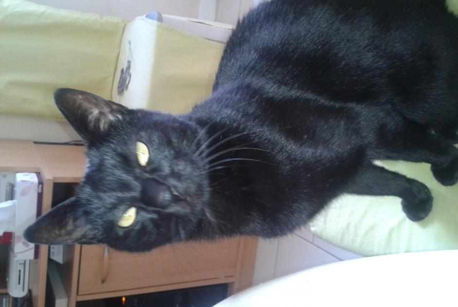 Disappearance alert Cat Male , 17 years Chavelot France