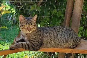 Disappearance alert Cat miscegenation  Male , 1 years Saint-Jean-Kourtzerode France