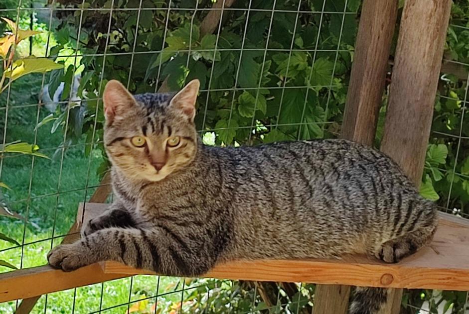 Disappearance alert Cat miscegenation  Male , 1 years Saint-Jean-Kourtzerode France