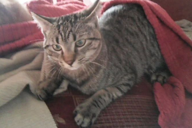 Disappearance alert Cat miscegenation  Male , 1 years Saint-Jean-Kourtzerode France
