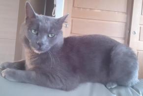 Disappearance alert Cat Male , 4 years Saint-Vincent-de-Boisset France