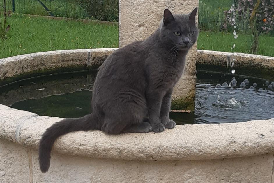 Disappearance alert Cat Male , 4 years Saint-Vincent-de-Boisset France