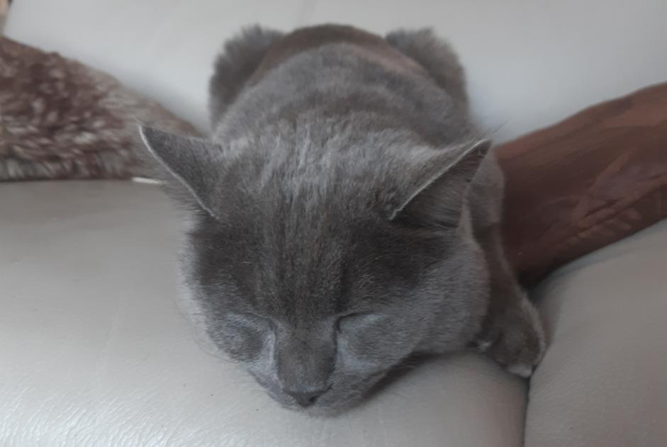 Disappearance alert Cat Male , 4 years Saint-Vincent-de-Boisset France