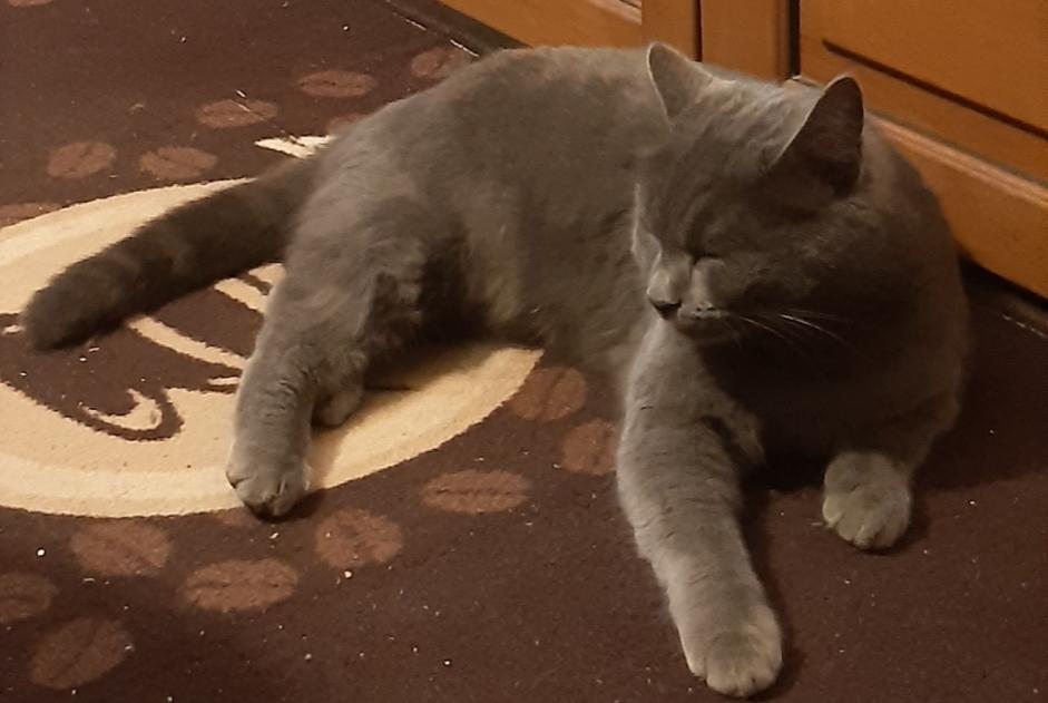 Disappearance alert Cat Male , 4 years Saint-Vincent-de-Boisset France